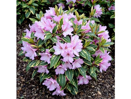 Pěnišník (T) 'Goldflimmer' (Rhododendron (T) 'Goldflimmer')