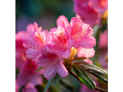 Pěnišník (T) 'Rocket' (Rhododendron (T) 'Rocket')