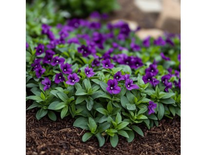 Barvínek menší 'Atropurpurea'