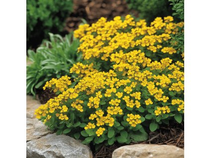 Aurinia saxatilis (syn. Alyssum saxatile) ‘Gold Cushion’