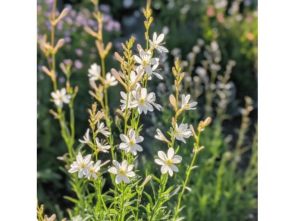 Svíčkovec Lindheimerův ‘Elura White’ (Gaura lindheimeri ‘Elura White’)