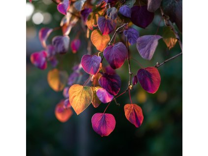 zmarlika kanadska cercis canadensis forest pansy srdcite listy v purpurovych a podzimnich odstinech