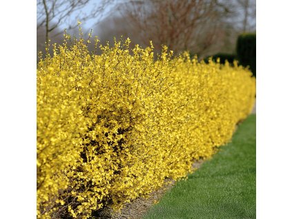 ChatGPT řekl: Zlatice prostřední (Forsythia × intermedia ‘Marée d’Or’ = ‘Courtasol’) je zakrslý, hustě rozvětvený kultivar