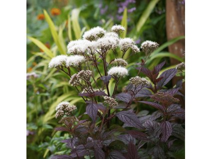Sadec drsný ‘Chocolate’ (Eupatorium rugosum) zaujme kontrastem tmavě čokoládových listů a nadýchaných bílých květů.