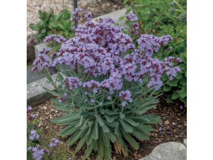 Limonka širokolistá (Limonium latifolium) vytvoří od července do září vzdušná, krajkovitá oblaka drobných fialovomodrých kvítků,