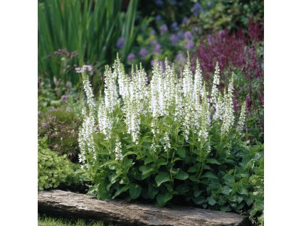 Šalvěj hajní ‘Schneehügel’ (Salvia nemorosa ‘Schneehügel’) vytváří kompaktní trsy aromatických listů a od června do září je zdobí čistě bílé, svislé klasy květů
