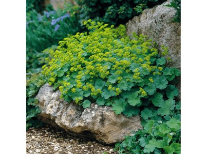 alchemilla mollis kontryhel mekky zc smaragd trvalka do polostinu i na slunce