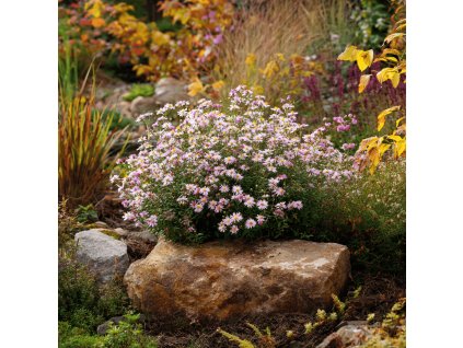 aster lateriflorus lady in black hvezdnice zc smaragd podzimni trvalka s tmavym listem