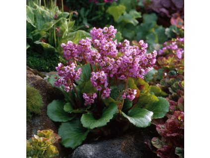 bergenia cordifolia bergenie srdcita zc smaragd stalezelena trvalka ruzove kvety