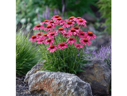 echinacea purpurea bright rose trapatkovka nachova v kvete na slunnem zahonu s vyrazne ruzovymi kvety