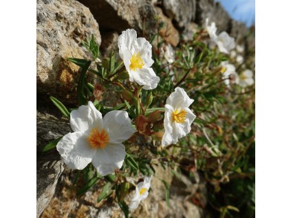 helianthemum the bride devaternik bily v kvete na skalce s nizkym porostem a bilymi kvety na plnem slunci