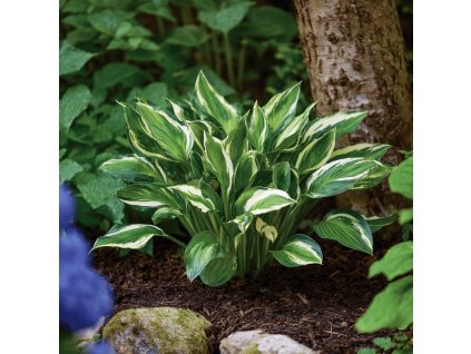 hosta-sting-bohyska-panasovana-s-bilym-stredem-a-zelenym-okrajem-listu-ve-stinnem-zahonu