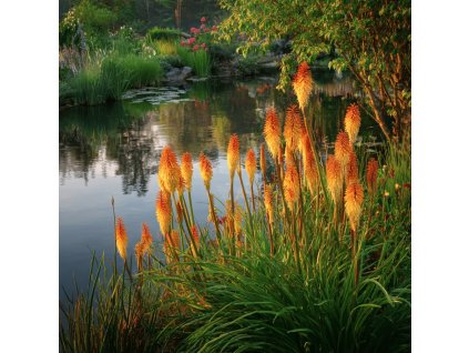 kniphofia uvaria kleopatrina jehla s ohnivymi kvety v letni vysadbe na slunnem stanovisti