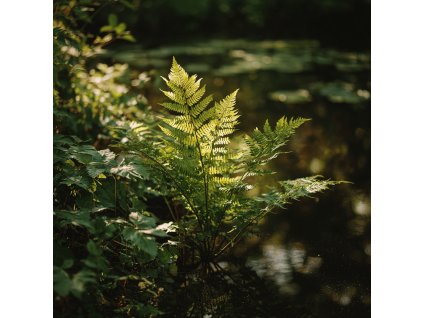 osmunda regalis podezren kralovska velka kapradina u vodni plochy na vlhkem stanovisti