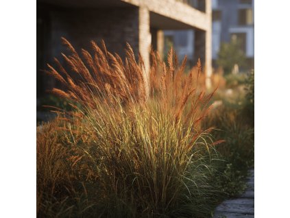 panicum virgatum squaw proso prutnate okrasna trava s cervenohnedym kvetenstvim v podzimni zahrade