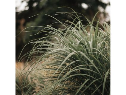 ozdobnice cinska miscanthus sinensis gracillimus uzke listy okrasna trava