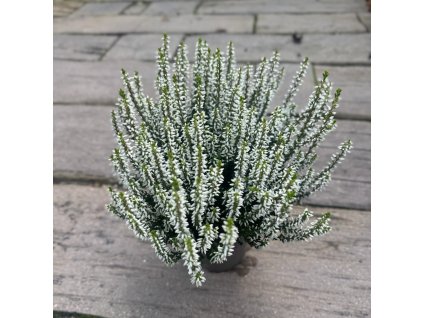 vres-obecny-calluna-vulgaris