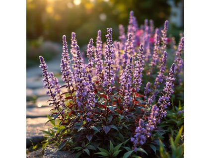 salvej lekarska salvia officinalis purpurascens purpurove listy a fialove kvety v zahon