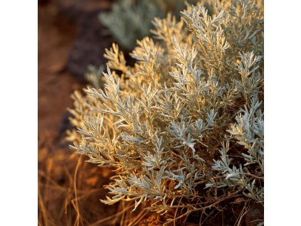 svatolina cypriskovita santolina edward bowles stribrite listy