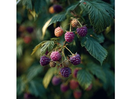 malinik rubus idaeus glen coe fialove plody na vetvi