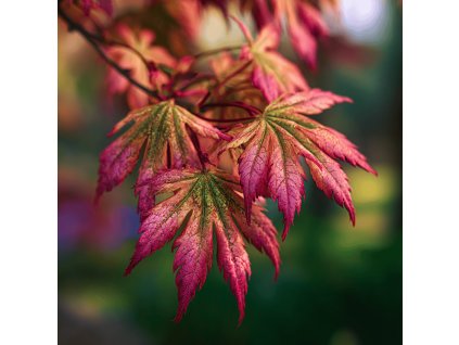 javor dlanitolisty acer palmatum taylor ruzove a zelene listy detail