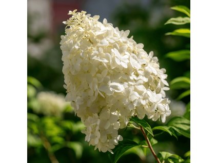 hortenzie latnata hydrangea paniculata magical mattenhorn bile kuzelovite kvetenstvi