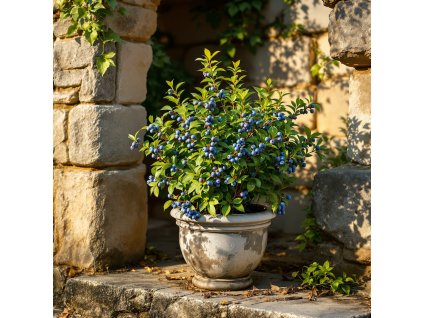 boruvka chocholicnata vaccinium corymbosum hortblue petite v kvetinaci s plody