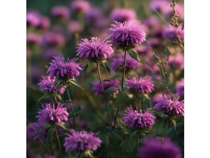 zavinutka podvojna monarda didyma marshalls delight ruzove kvetiny v letni zahrade
