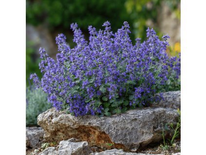 santa faassenova nepeta faassenii kit cat modrofialove kvetiny v skalce