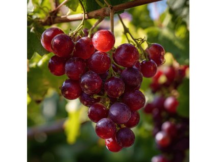 vinna reva vitis vinifera cardinal hrozen velkych cervenych bobuli na reve