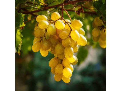 vinna reva vitis vinifera regal seedless hrozen zlutozelenych bezsemennych bobuli