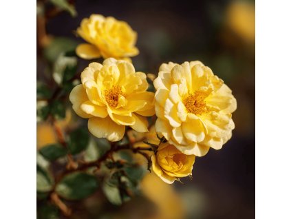 ruze miniaturni rosa yellow syte zlute plne kvety na kompaktnim keri
