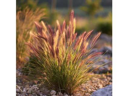 dochan vychodni pennisetum orientale js dance with me růzove laty na slunci