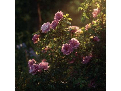 ruzova velkokveta ruze rosa marietta kvetouci ker na zahrade