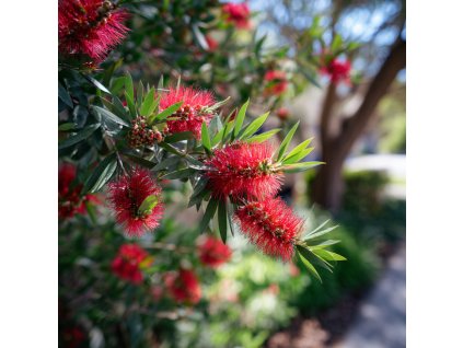 stetkovec callistemon better john cervene valcovite kvety a uzke stalezlene listy na keri
