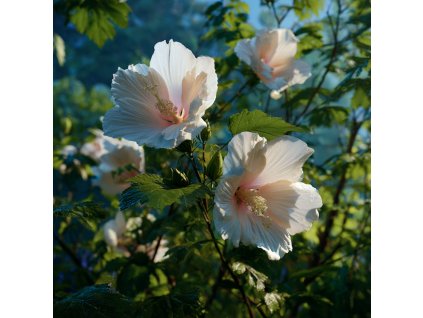 ibisek moscata hibiscus moscheutos ghost velke bile kvety s ruzovym stredem na trvalkovem keri