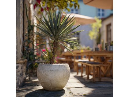 juka rostrata yucca rostrata modrozeleny kulovity trs uzkych listu na kminku v nadobe