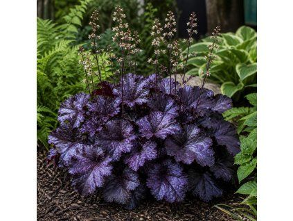 dluzicha heuchera forever purple ve stinnem zahonu