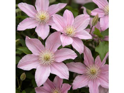 Plamének ‘Margaret Hunt’ (Clematis ‘Margaret Hunt’)