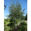 Betula utilis jacquemontii 400 450 2 Medium