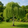 Bříza převislá ‘Youngii’ (Betula pendula ‘Youngii’) je elegantní převislá forma bílé břízy,
