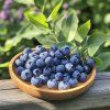 kanadska-boruvka--emblue-vaccinium-corymbosum--emblue