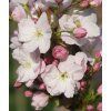 prunus serrulata amanogawa bloem