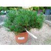 borovice thunbergova maijima pinus thunbergii maijima