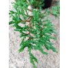 Jalovec polehlý 'Prince of Wales' (Juniperus horizontalis 'Prince of Wales') (Vel. 20-30 cm)