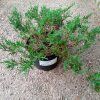 juniperus-horizontalis-prince-of-wales