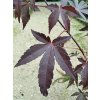 Acer palmatum 'Atropurpureum' (Javor dlanitolistý)