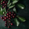 aronia-arbutifolia--brilliant