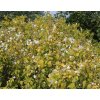 gelber europaeischer pfeifenstrauch aureus bauernjasmin aureus m056437 h 0