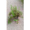 Mochna křovitá 'Bella Sol'® (Potentilla fruticosa 'Bella Sol'®)